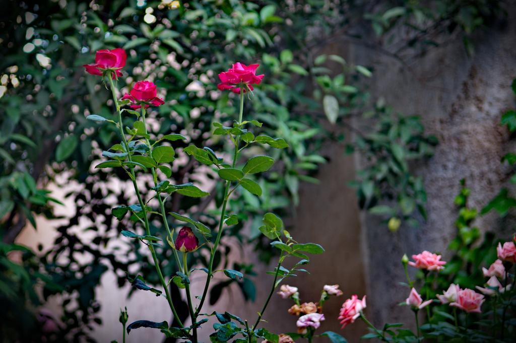 Hotel Riad Raouia Hammam & Spa Fès Exterior foto